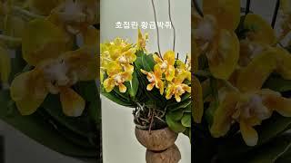 호접란 황금박쥐#phalaenopsis#orchid #호접난#난# #꽃 #flowers