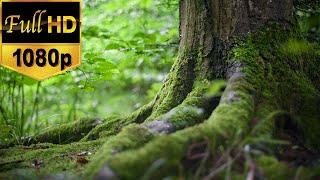 Forest Stock Footage | Free HD Video - no copyright