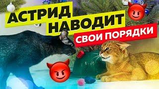 Чаузи Астрид встретила камышового кота Первый день в доме. Реакция на других кошек 