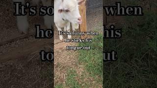 Just Bambi the goat doing Bambi things #homesteadlife #goatsofyoutube #langley_homestead