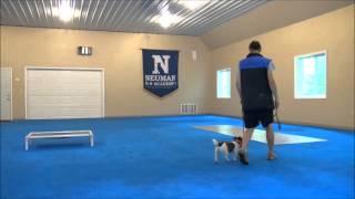 Bella (Jack Russell Terrier) Boot Camp Dog Training Video