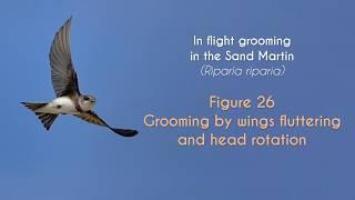 COMMON SWIFT - In flight grooming - FIGURE 26 : Sand Martin - Grooming by wings fluttering