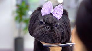 First grooming of a beautiful shih tzu with black hair!️️ So beautiful!!