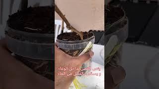الترقيد الهوائي للعنب Grape Air Layering