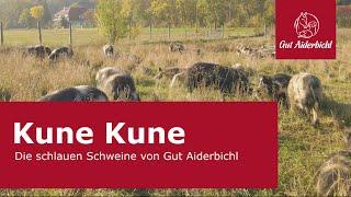 Kune Kune - Die schlauen Schweine von Gut Aiderbichl