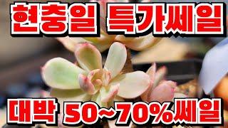 [인천다육]현충일 특가세일 50~70% 오전9시부터 선착순 한정판매합니다 인천 남동구 호구포로400 ️ 010-5316-7402