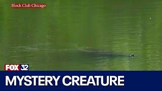 'Mysterious' creature emerges in Lincoln Park's North Pond