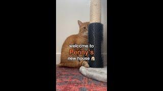 Penny's new house tour 