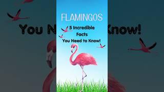 Flamingos, 5 Incredible Facts You Need to Know! #randomfacts