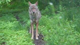 Quiet Encounter with Critically Endangered Red Wolf