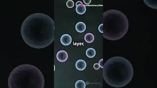 Overview Of The Cell #everythingscience