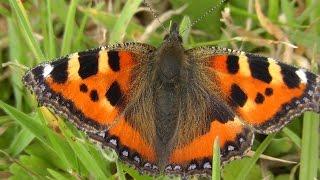 Small Tortoiseshell Butterfly - Butterflies in Cornwall
