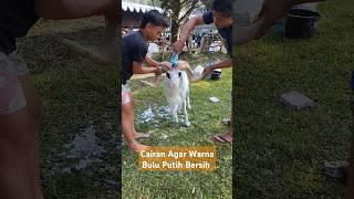 Agar Bulu Domba Putih Bersih