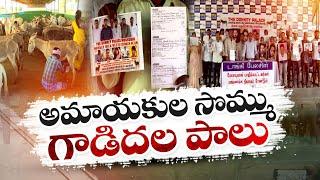 Donkey Palace Company's Massive Scam in Name Of Donkey Milk | గాడిద పాల పేరుతో ఘరానా మోసం