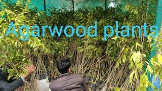 Agarwood big plants | Agarwood tree | #Agarwood |Call-09678757461 #AssamagarwoodNursery #Agarplants