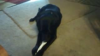 RUDY  MY DOG I LOVE TOO MUCH