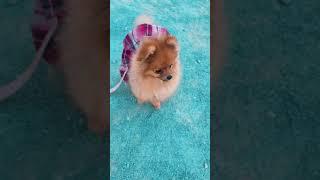 Лилюша. #померанскийшпиц #pomeranian #шпиц #pom #lovedogs #пушистоесчастье #лили #glück