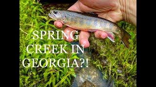 Fly Fishing for Brook Trout in a SPRING CREEK in NORTH GEORGIA?!