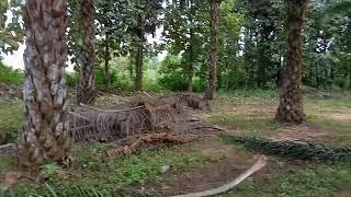 Palm oil farm - teak intercrop - -  stage 1 - cheepurpalli,  dated 12-nov-2024,