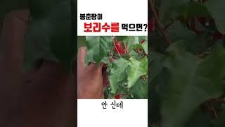 봉춘팜이 보리수를 먹으면?