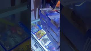 Games Solutions Shop.