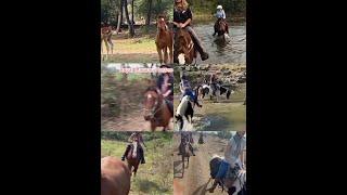 Marwari horse riding in Udaipur/#royalmarwarihorses#marwarihorses/Marwari horses in Udaipur