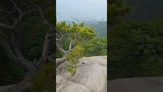 명품소나무 ~ 불곡산