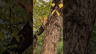 Squirrel in the Botanic garden Almaty #kazakhstan #shorts #walking