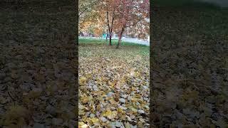 Золотая осень