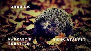 Очень злой ёж! Ёжик шипит и бодается! Приколы с животными!:)