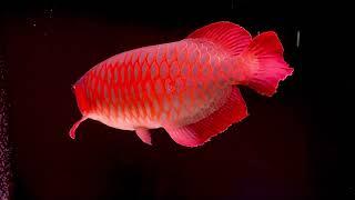 Super Red Arowana 4 year old and 60cm