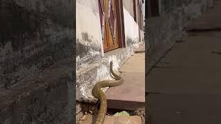 Big size rat snake #viralshort #cobra #rescue