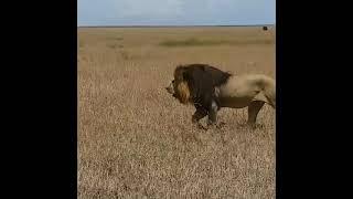 Massive Black Maned Lion from Tanzania