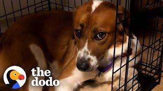 Rescue Dog Stayed in Her Crate For Five Days Until She Realized She Was Home | The Dodo