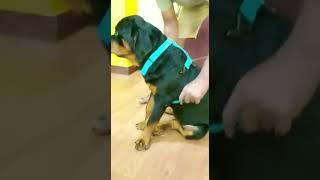 My Rottweiler puppy wearing body belt 