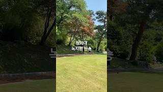 청와대 녹지원 A 180-year-old umbrella pine tree #청와대  #녹지원 #반송 #bluehouse