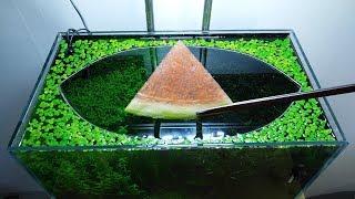 25th & 26th Month – (Watermelon & Banana Feeding Frenzy) NO filter, NO CO2, NO Ferts 5 Gallon Nano