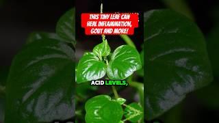 This Tiny Leaf Can Heal Inflammation, Gout & More! | Ulasimang Bato Revealed #glowupwellness