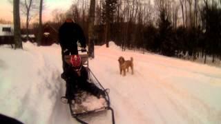 Dog sled fun & CRASH!