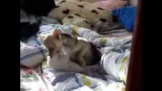 Чихуахуа Ромми Funny, animals,chihuahua, смешные животные, чихуахуа