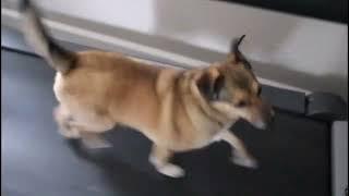 Dogs on treadmill! (#00074)