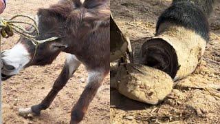 The stubborn donkey's hoof repair is too crazy! Treat bad hooves【DONKEY HOOF SAVIOR】