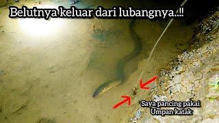 Sangat jituMancing belut di malam hari menggunakan umpan katak #bukanmaen