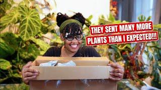 AROID MARKET║Rare Plant Import Unboxing!