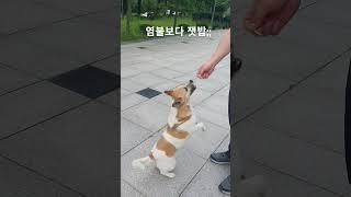 #산책 #간식 #염불보다잿밥 #산책보다간식 #절세미견