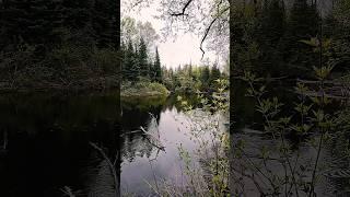 May 17, 2025 #foraging  in my #pure #michigan #hood
