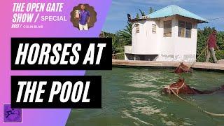 Open Gate Show Special - Horses At The Pool