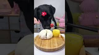 Meet our foodie dog  A black labrador's daily eating #shorts