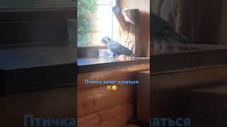 Наш милый Гриша 