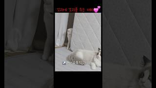 치명적인 꼬리의 유혹                           #cat #고양이 #고양이웃긴영상 #고양이일상 #귀여운냥이 #귀여운아깽이 #귀여운고양이 #내이름은김설기
